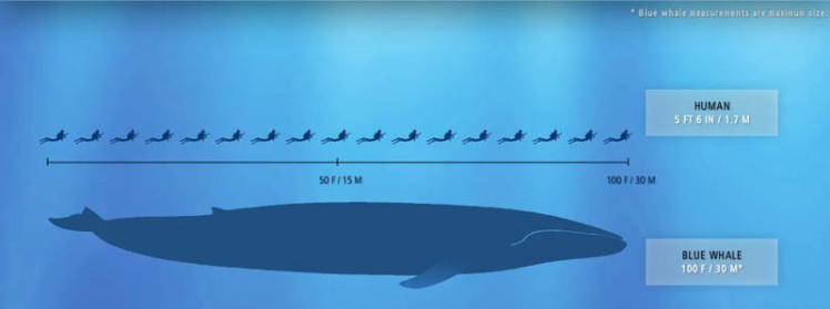 blue-whale-vs-humans